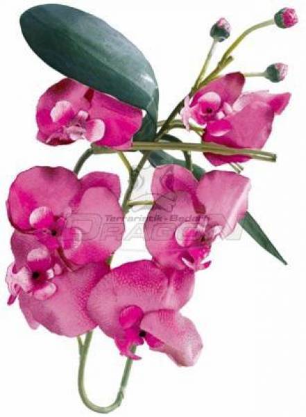Orchideen, Luftwurzeln, Laub